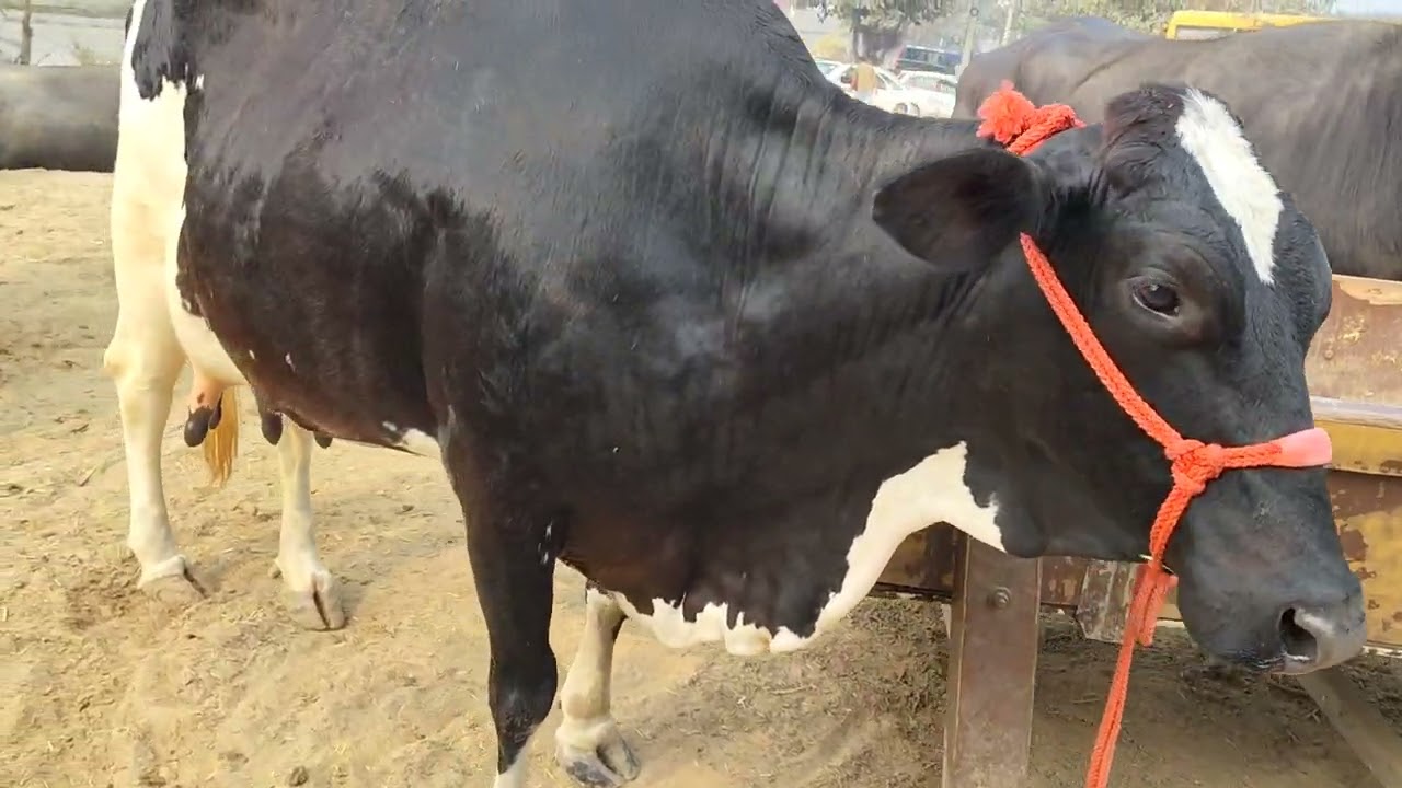 ਸਰਪੰਚ ਵੀਰ ਸਿੰਘ ਡੇਆਰੀ ਫਾਰਮ ਬਾਜਾਖਾਨਾ 9876470190