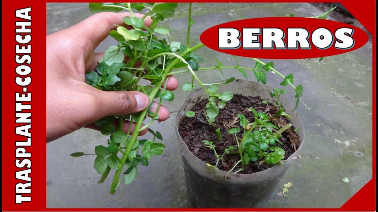 APRENDE A CULTIVAR BERROS EN MACETAS