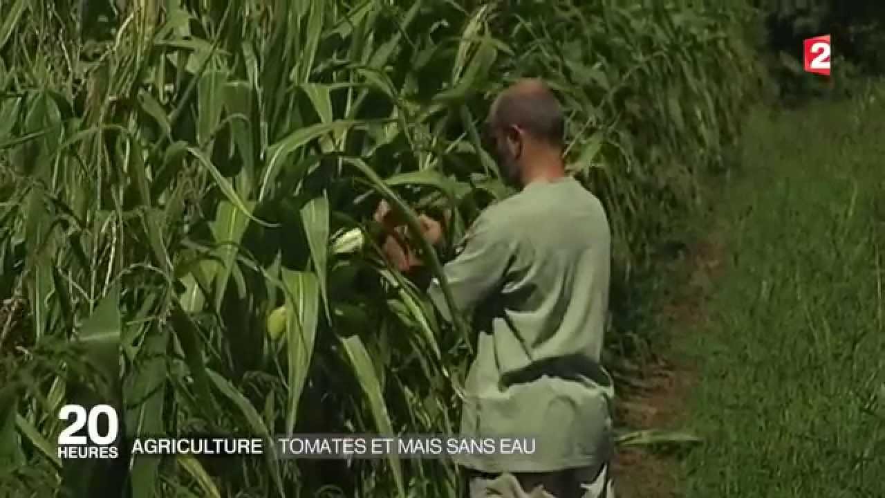 Légumes et maïs sans irrigation - JT France 2.
