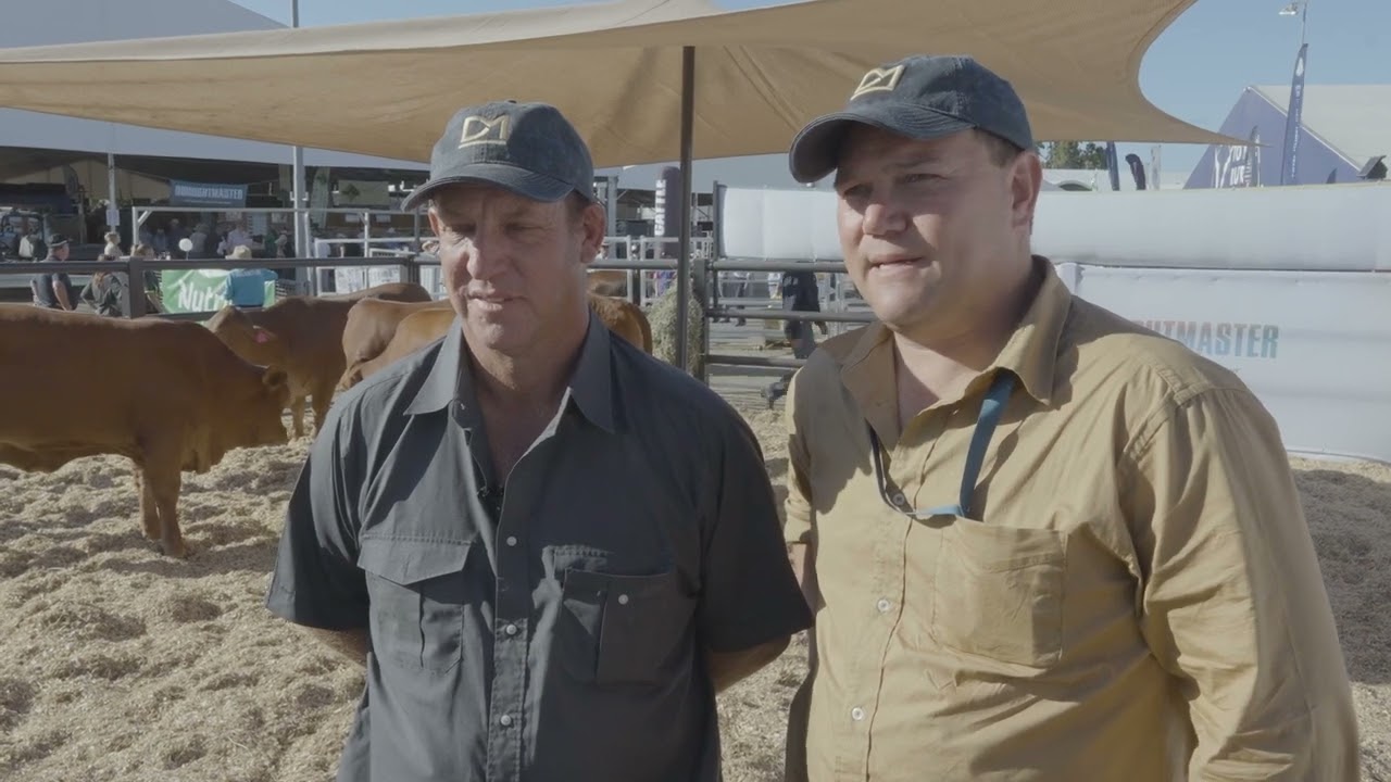 Droughtmaster South Africa at the Droughtmaster Australia Precinct at Beef Australia