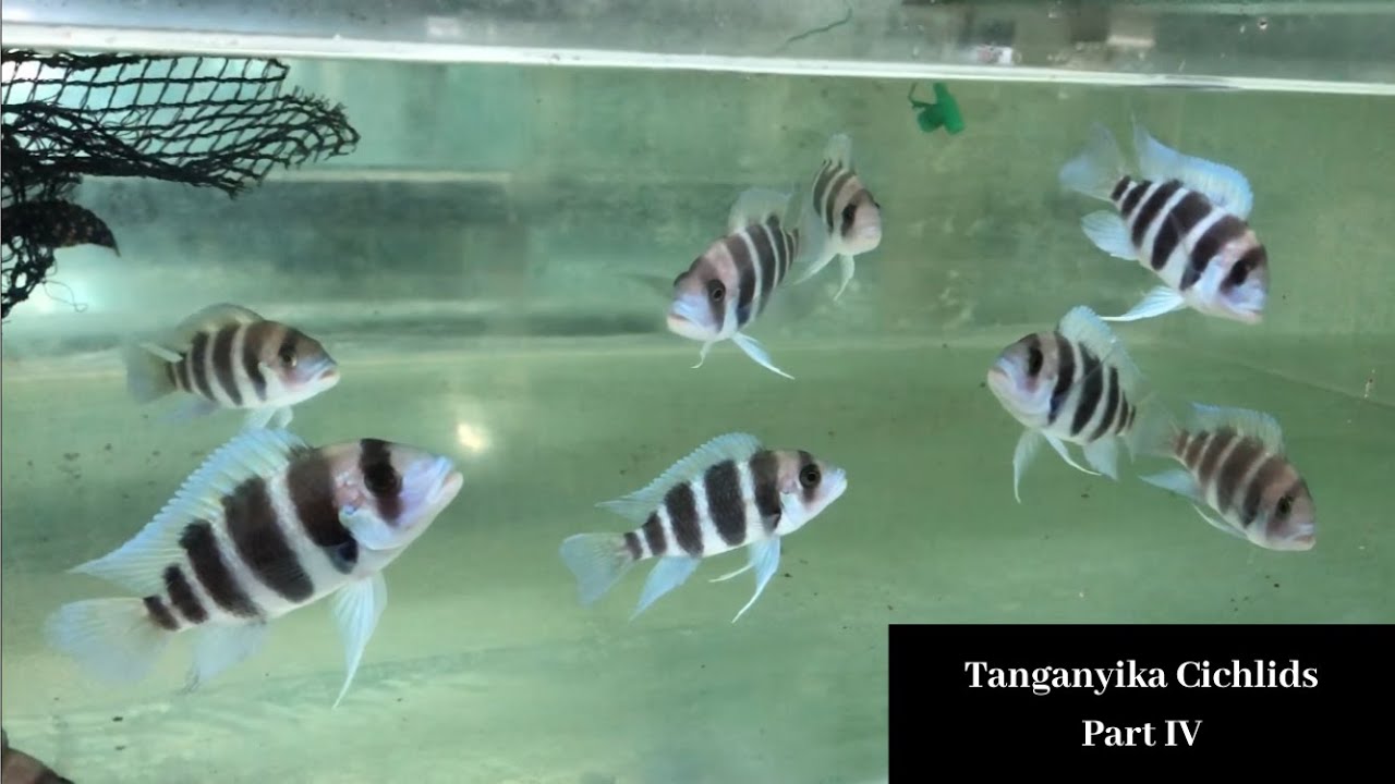 Tanganyika Cichlids Part IV (Trop Aquarium SG)