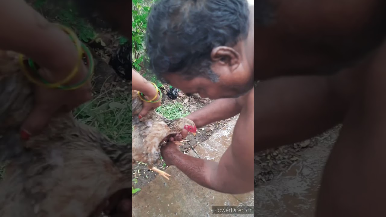 kodi ki sanam maku thippalu 🐓🐓🐓🌊🌊🌊