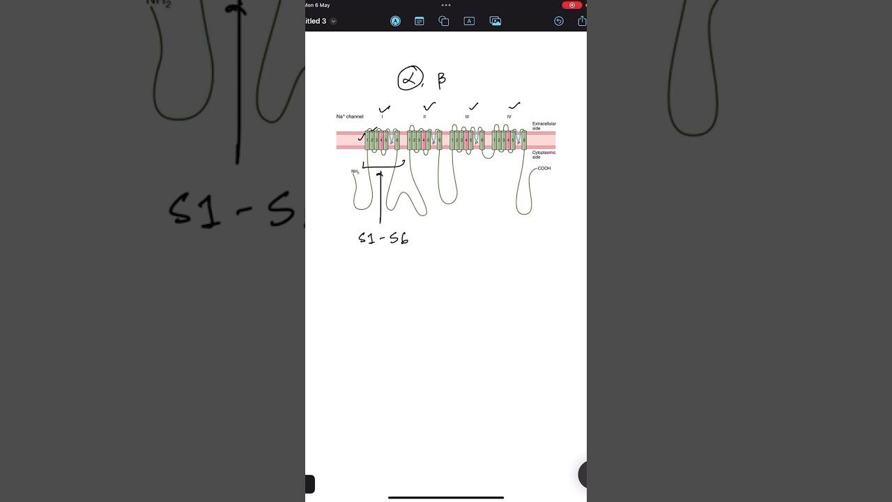Voltage gated sodium channel physiology #mbbs1styear #physiology #physiologyopen