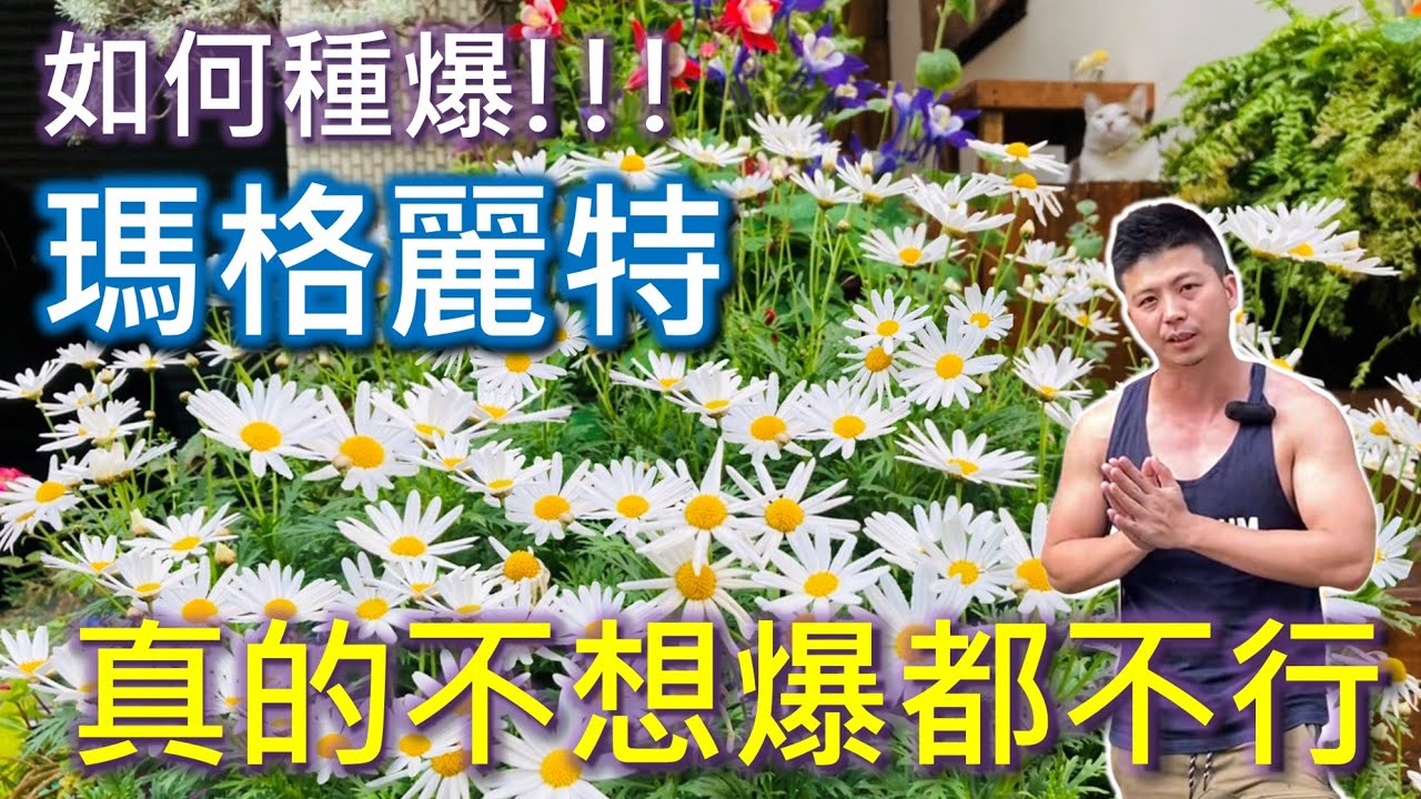 【種爆瑪格麗特】】你也想要瑪格麗特大花球嗎?三個重點你不能不知道。從聖誕節開到端午節，每天都美到美叮每噹。＃伊恩愛種花＃瑪格麗特
