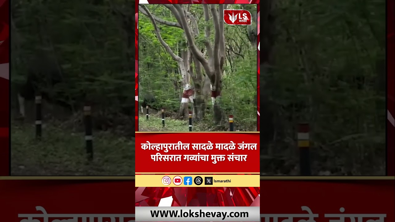 Kolhapur Forest News | कोल्हापुरातील सादळे मादळे जंगल परिसरात गव्यांचा मुक्त संचार  #marathinews