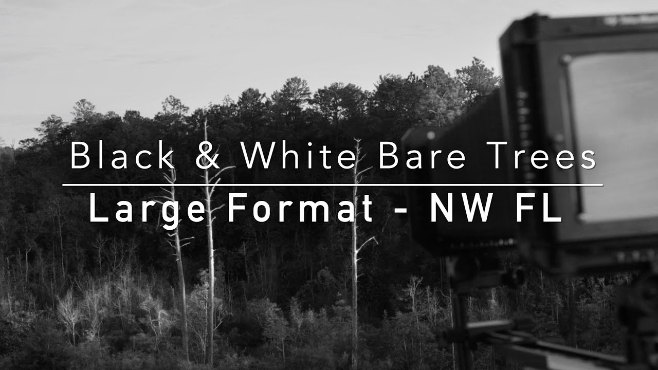 Black and White Bare Trees - Large Format - NW Florida