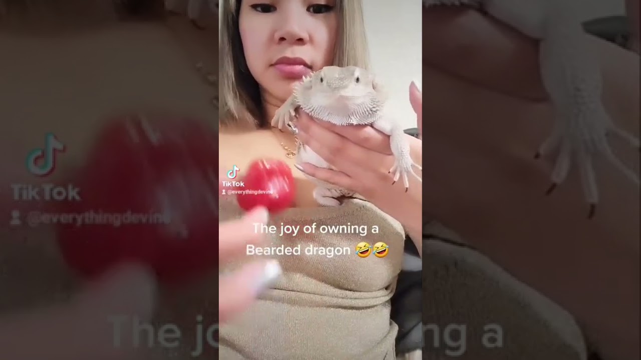 BEARDED DRAGON - Cute and Funny Tiktok Compilation 2022