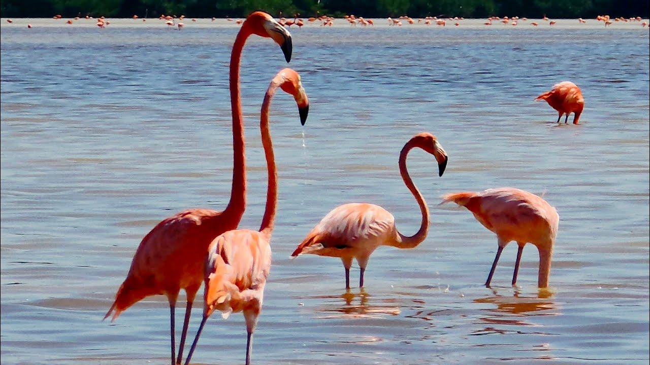 Devinta diena Meksikoje🌴