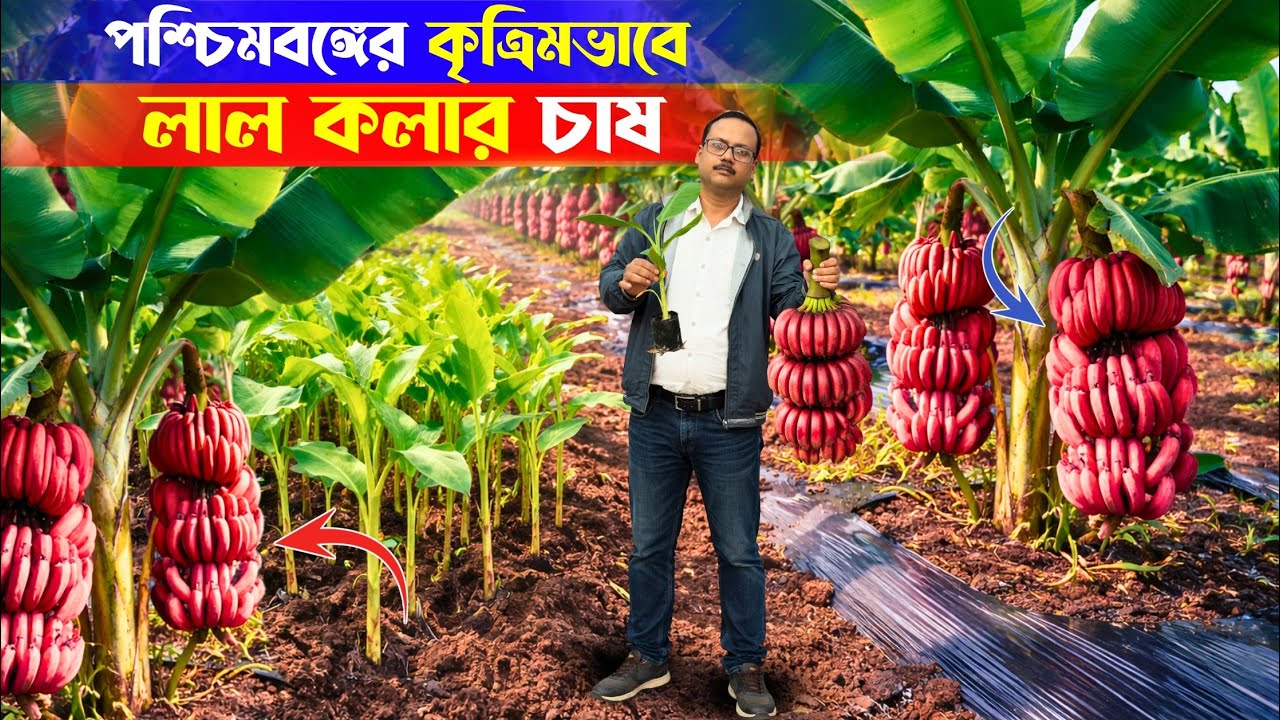 পশ্চিমবঙ্গে কৃত্রিমভাবে লাল কলা চাষ করে লাভবান | Red Banana Farming in West Bengal