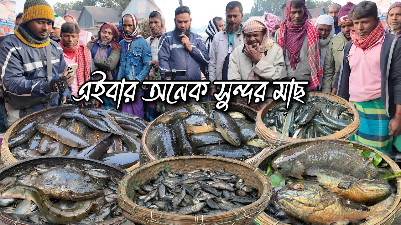 এমন সাইজের বিলের মাছ এত সস্তায় এই প্রথম দেখলাম! Village fish market dohar dobli bazar | Dohar Fish