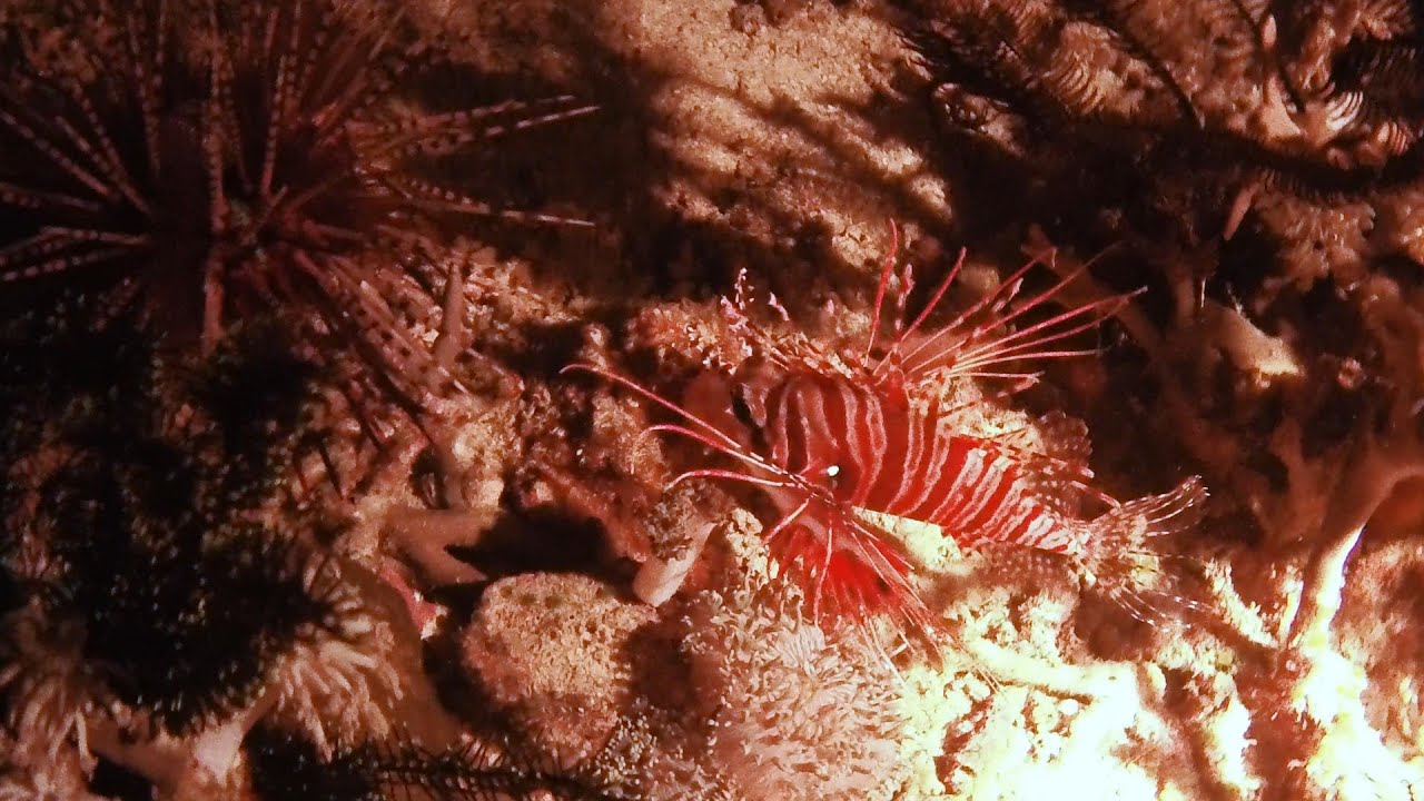 2025 09 FILIPPINE - CORAL GARDEN