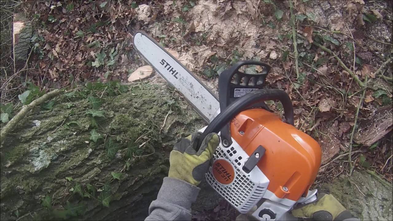 Abattage d'un chêne #1