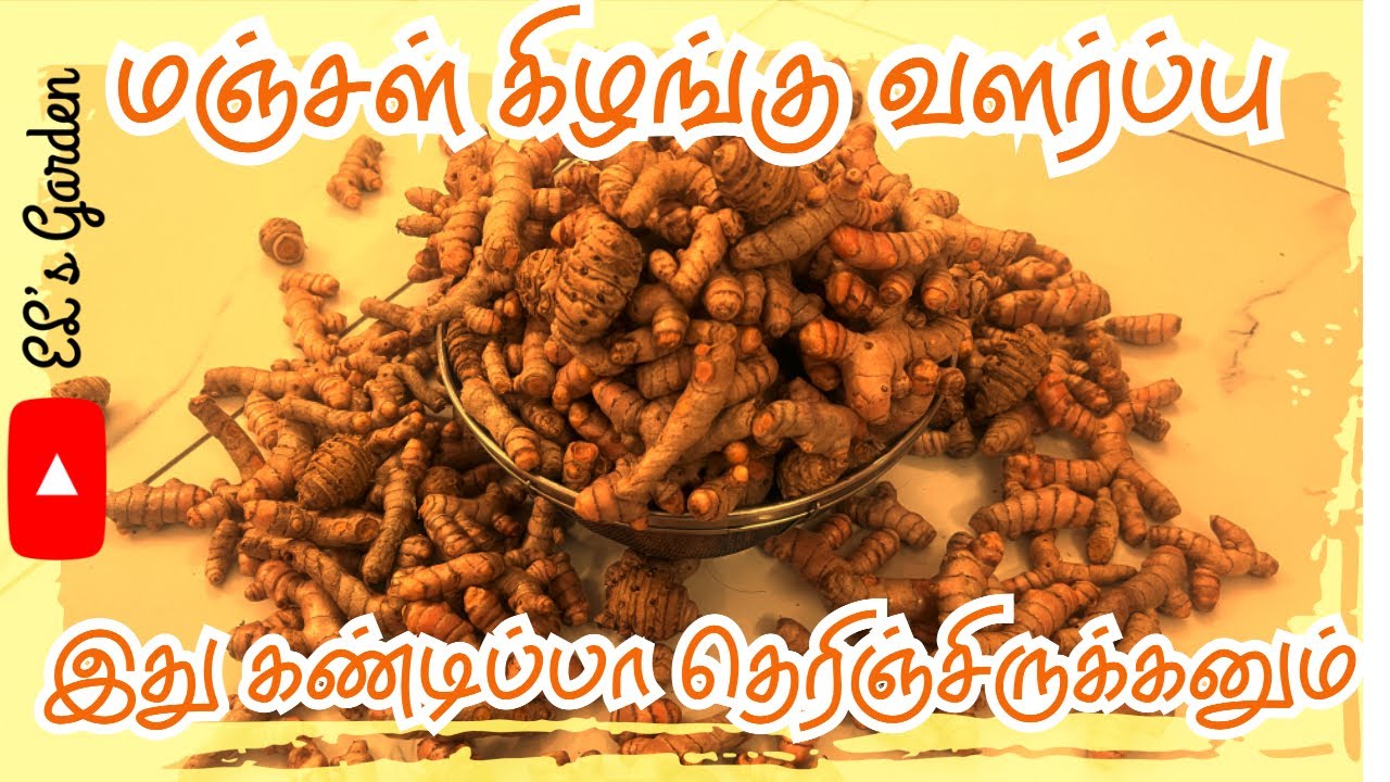 “Turmeric Harvest at Home | Easy Growing Tips from My Garden”