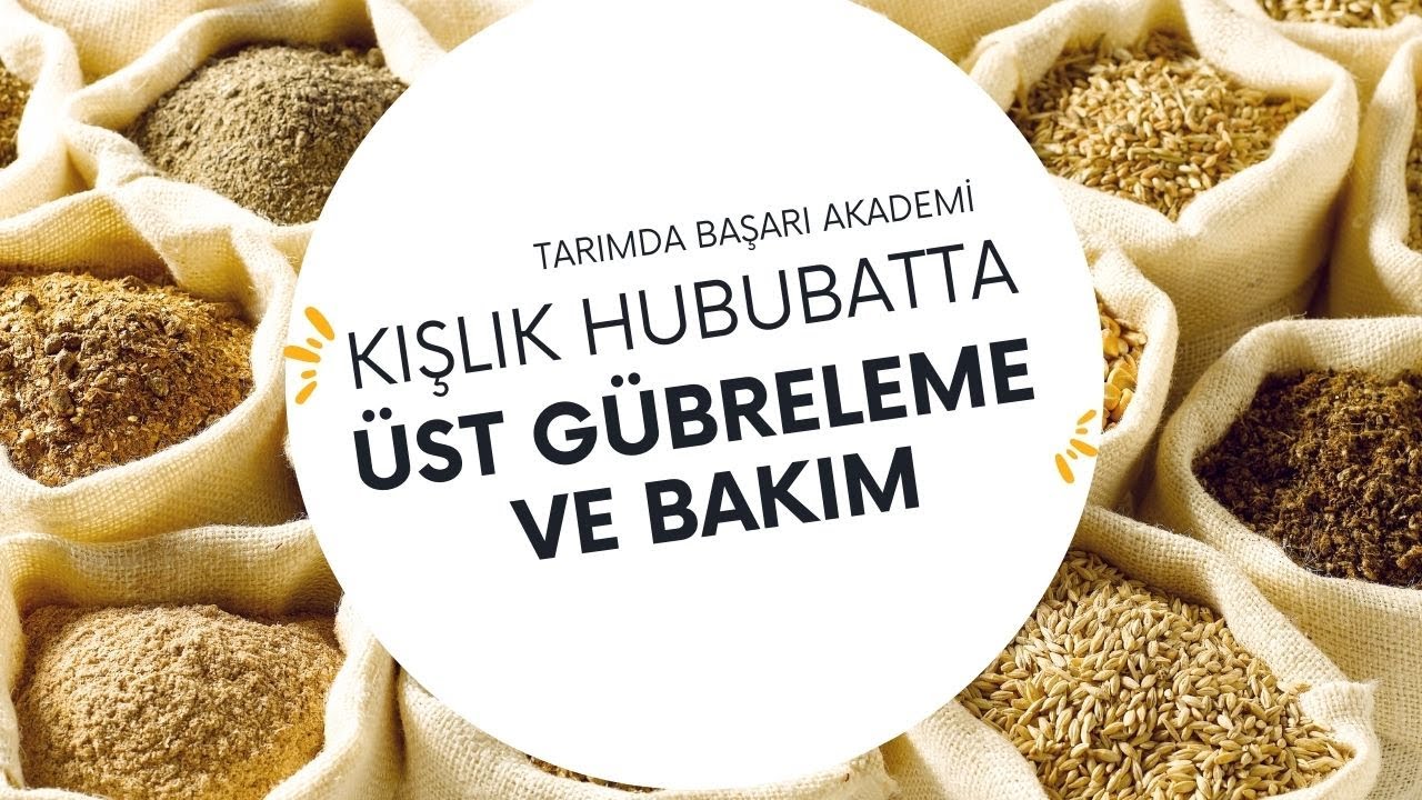 KIŞLIK HUBUBATTA ÜST GÜBRELEME VE BAKIM | TARIMDA BAŞARI AKADEMİ