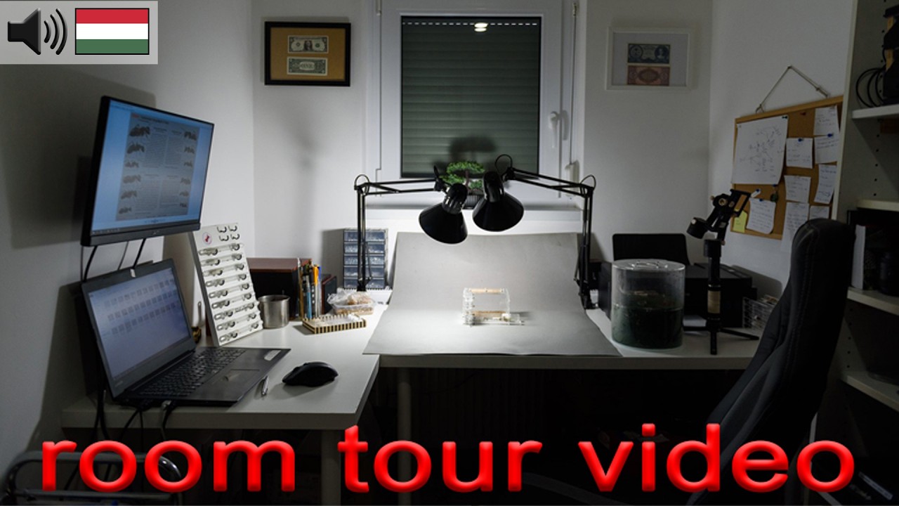 10,000 feliratkozós room tour videó az AntSite hangyalaborban!