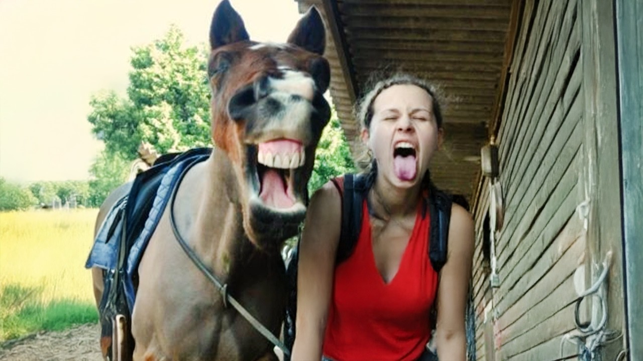 Horses Being Silly with Their Humans 🤪 Funniest ANIMAL Videos
