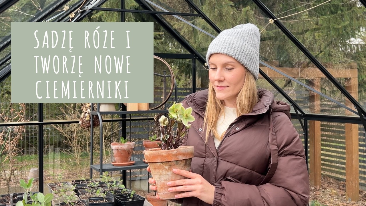 Ogrodowe eksperymenty 🌸Tworzę NOWE odmiany ciemiernik&oacute;w i sadzę r&oacute;że