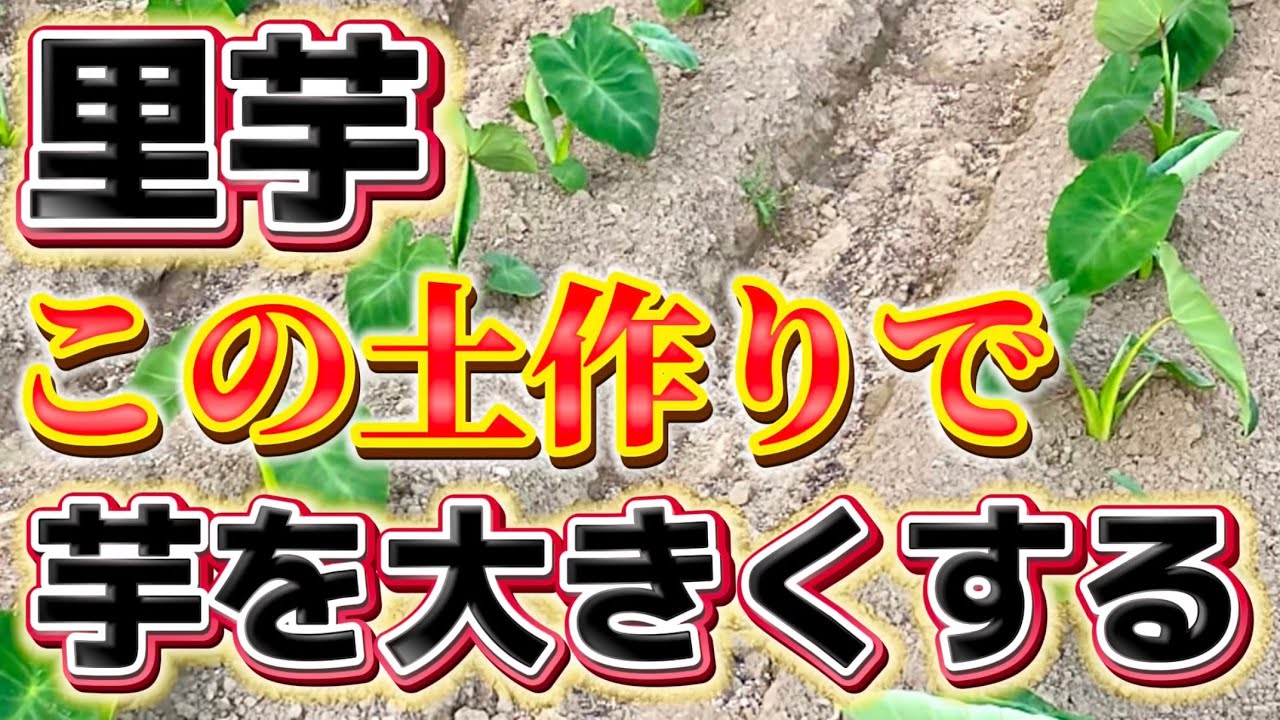 【里芋】土づくりが芋を大きくする！重要なポイントや肥料について解説します