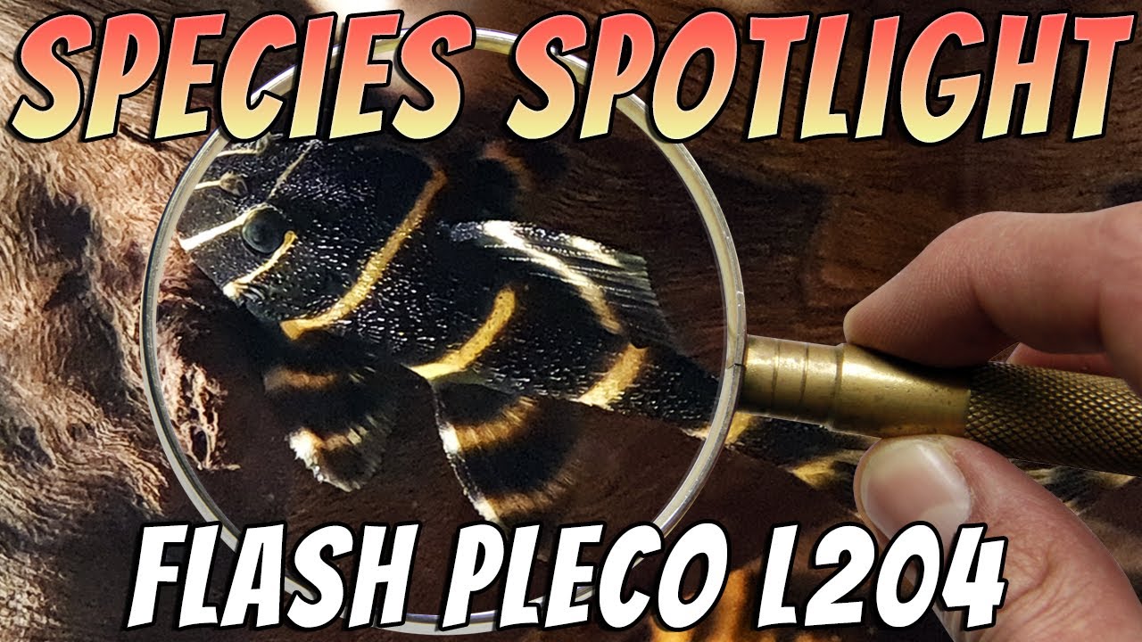 Flash Pleco L204 (Panaqolus albivermis) Freshwater Aquarium Fish Profile & Care Guide