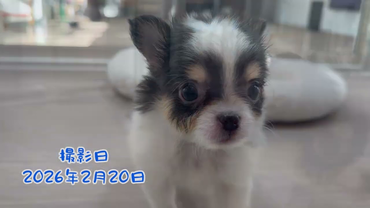 ★【No.1-157】チワワ 男の子 2025年12月29日生まれ｜山形県・鶴岡市｜横山功ブリーダー