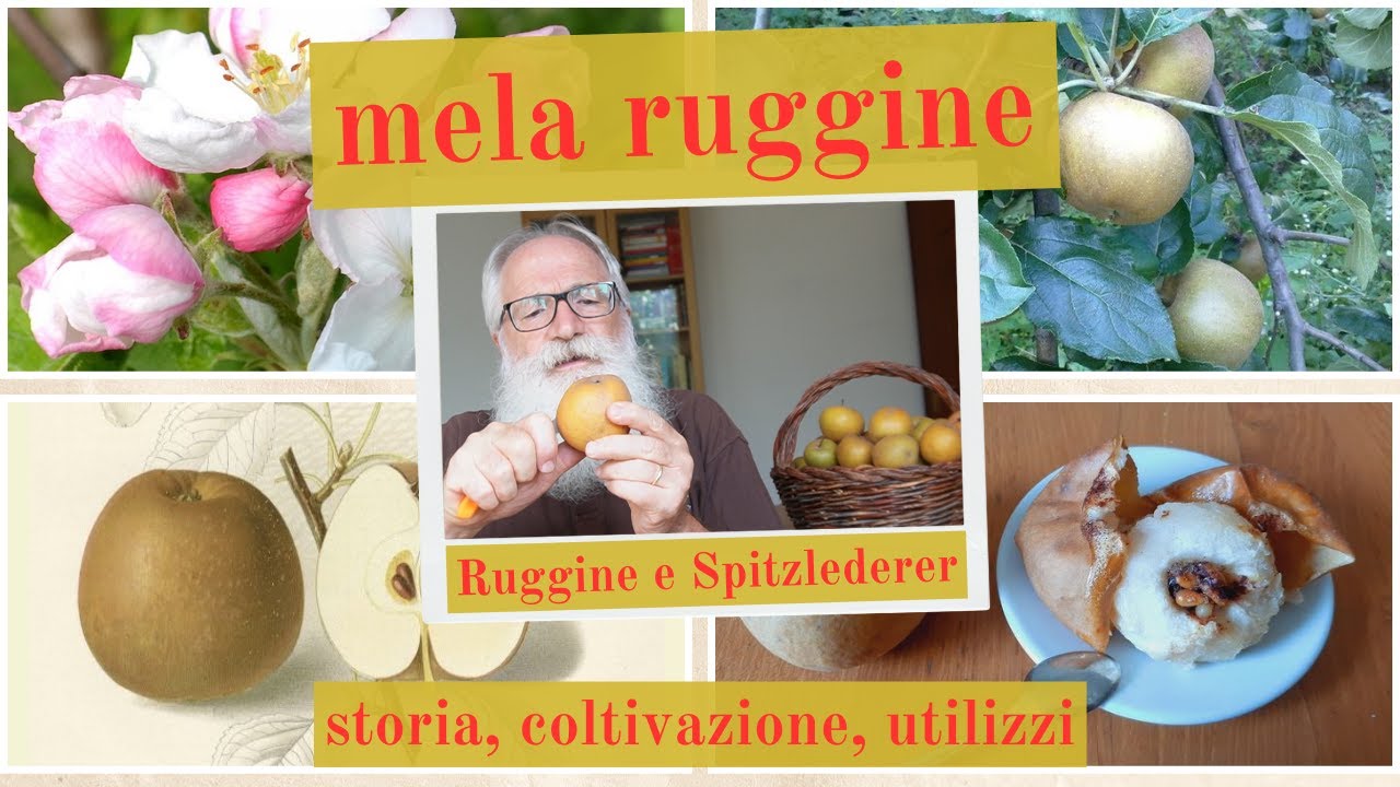 mela ruggine