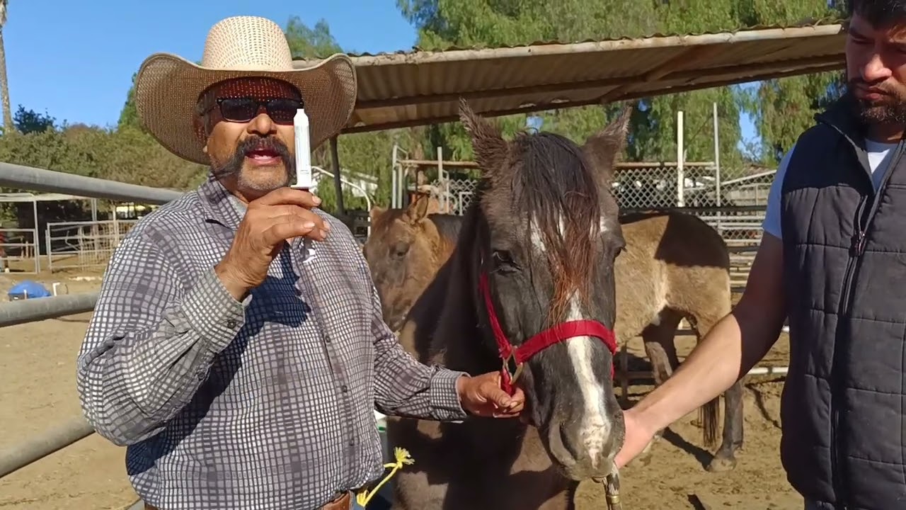 desparasitar caballos 2 veses por año.
