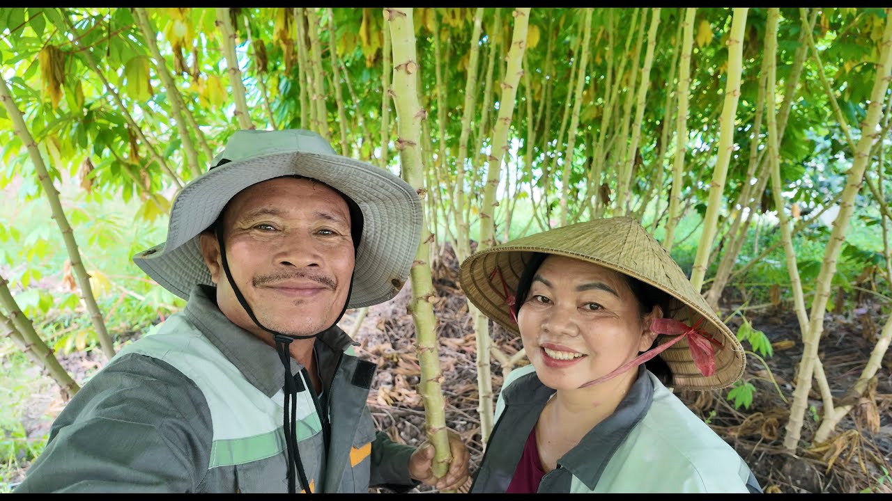 Dàn cũ là dàn bằng cây nên không chịu lực được, VC tự đóng cọc bê tông làm dàn trồng cây mới..
