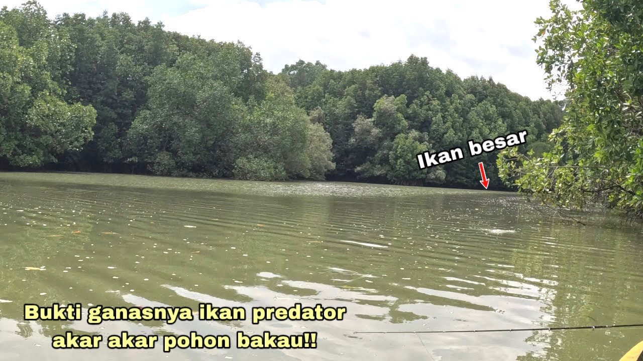 AKHIRNYA NAIK IKAN BESAR PENGHUNI AKAR POHON BAKAU !! Mancing kakap putih