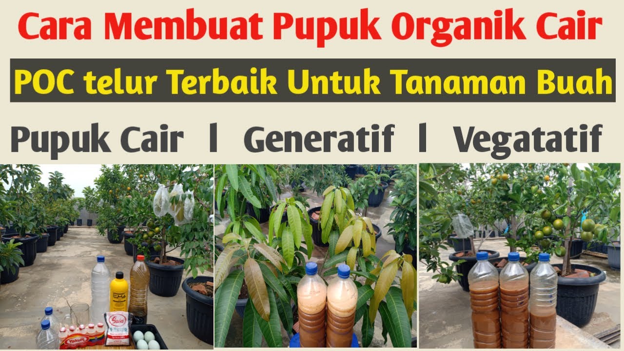 Cara Membuat Pupuk Organik Cair POC Telur, Yakult + micin dan Em4, Pupuk Perangsang Buah