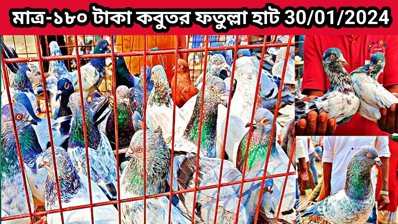 30/01/2024 মাত্র-১৮০ টাকা কবুতর ফতুল্লা হাট। কম দামে কবুতর নারায়ণগঞ্জ ফতুল্লা হাট।কবুতর দাম।pigeon