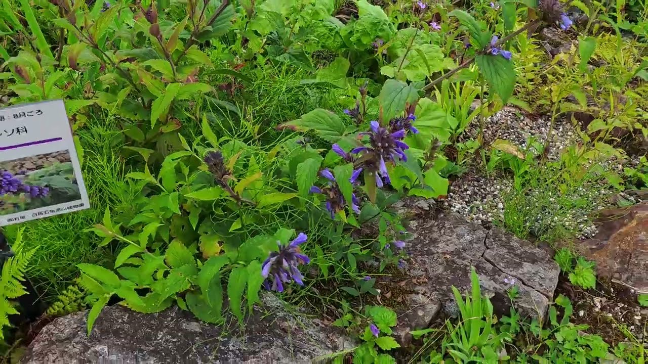 250831 白馬五竜高山植物園（ヤマメ付近）