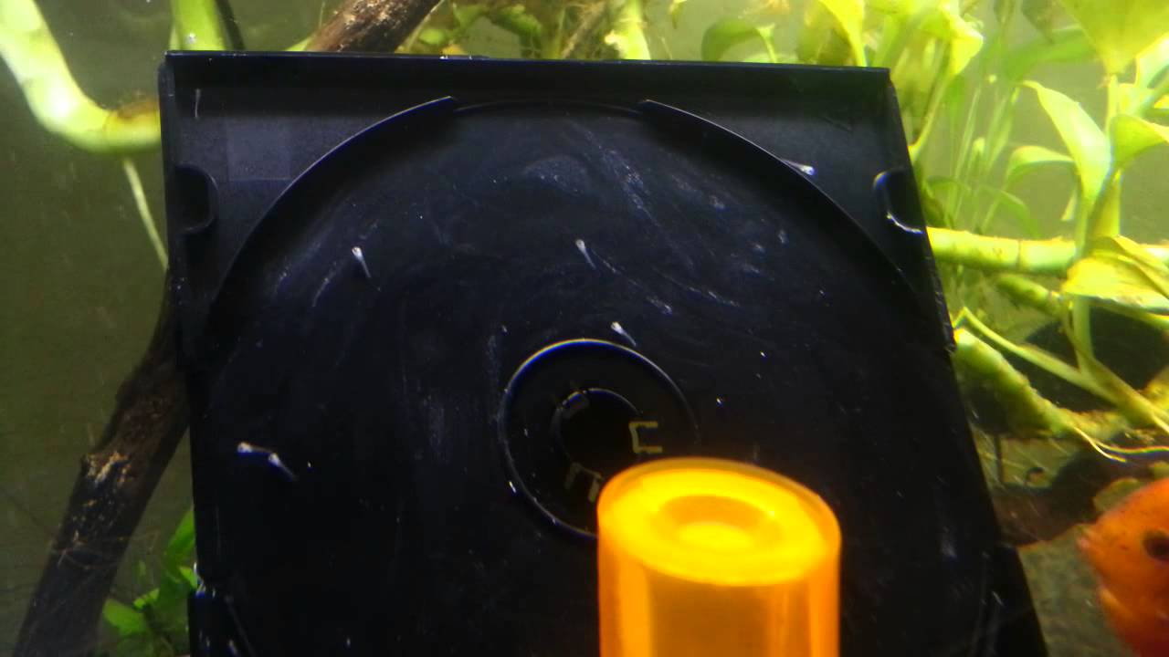 Feeding Discus frys with egg yolk paste