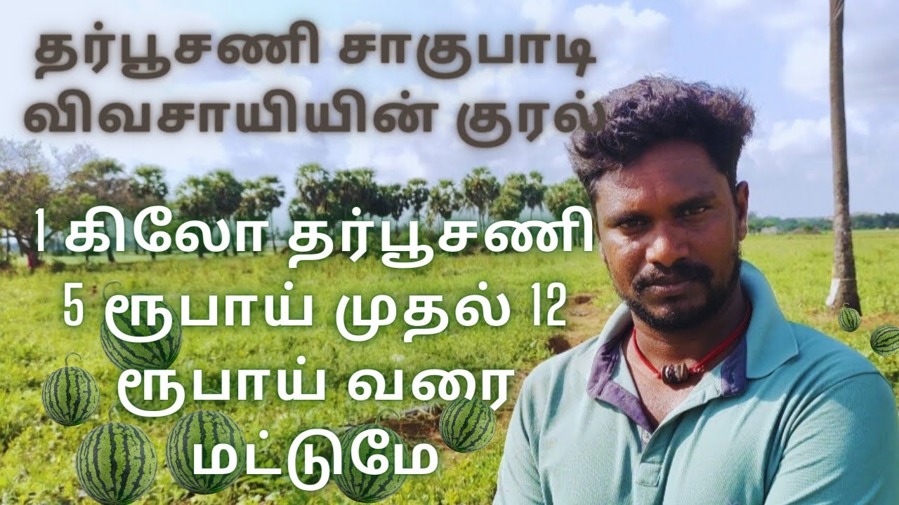 Watermelon: தர்பூசணி விவசாயம் | Watermelon Farming | Summer | Food |#SyncuFarm
