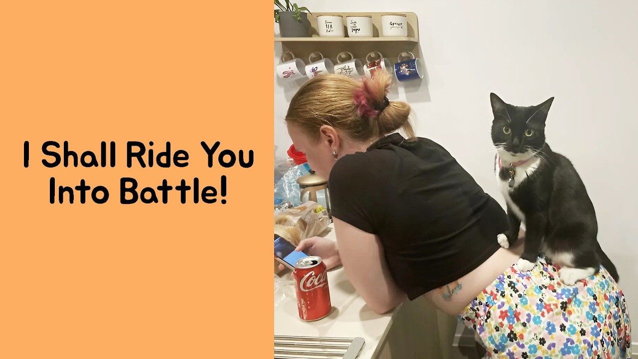 “What’s Wrong With Your Cat?” 50 Glitching Cats That Seem Completely Broken (New Pics)