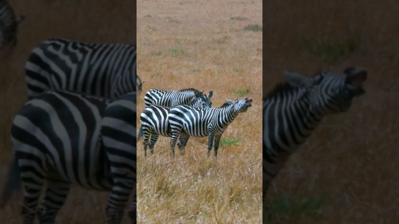 Zebra Sound, Zebra Baby Sound Effect | zebra 2 sound design | animal song