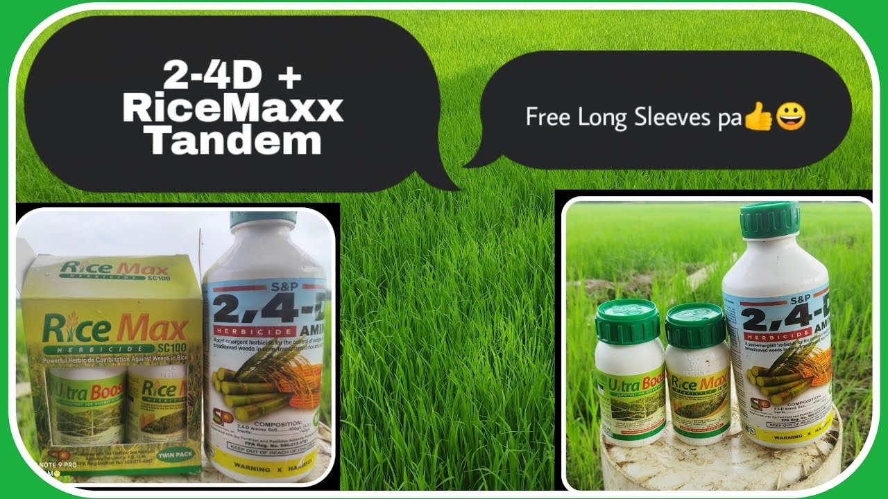 HERBICIDES SA PALAY 30DAP