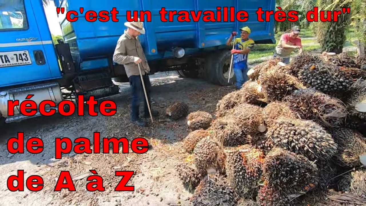 récolte de palme