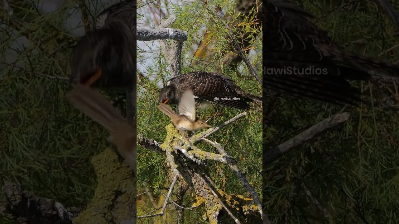 Cuckoo chick fed by reed warbler #nature #wildlife #birds #cuckoo #warbler #reed #chick #wow HA64375