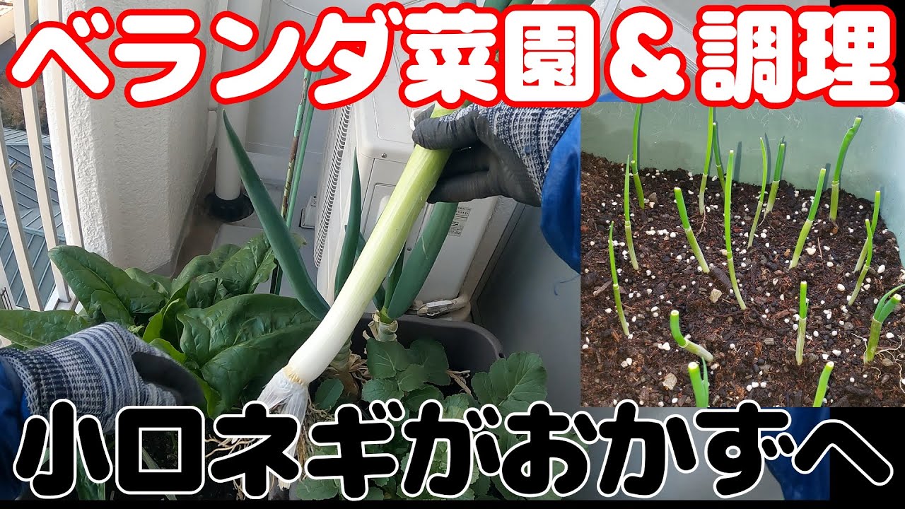 【驚き】捨てるネギの根から立派なおかずへ！ベランダ無農薬で育てるシニア農園＆調理