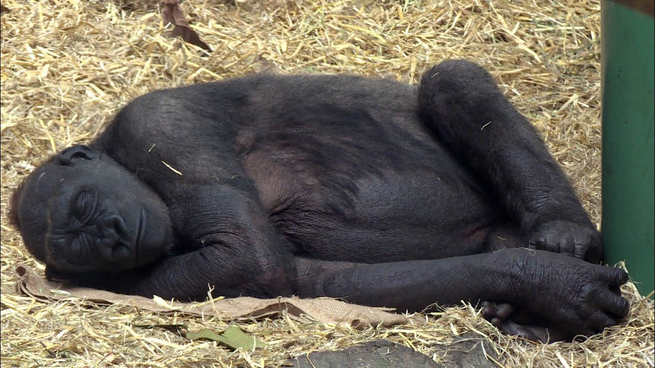 Pregnant gorilla learns how to be a mom at Calgary Zoo