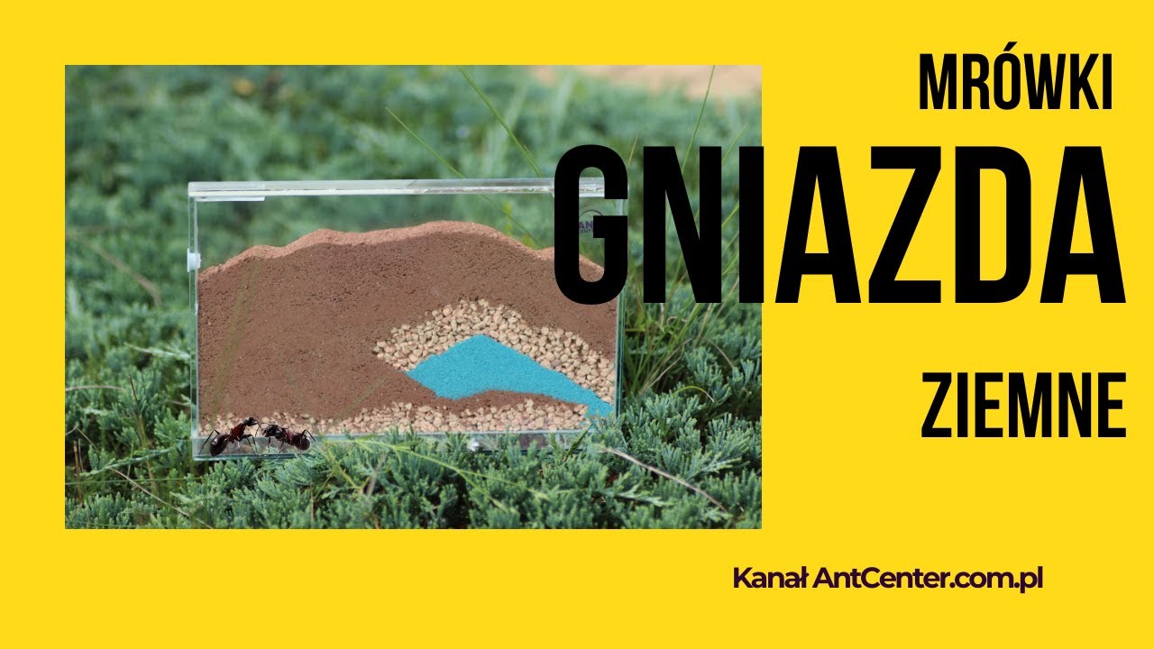 Przygotowanie gniazda ziemnego do zasiedlenia.