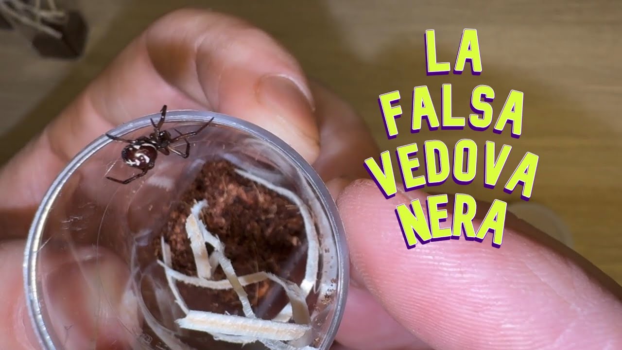 ALLEVO LA FALSA VEDOVA NERA ITALIANA?! - Steatoda Paykulliana Rehouse