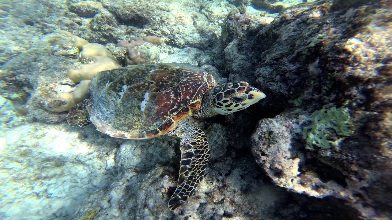 🇲🇻 Turtle Snorkeling 🐢 - Dharavandhoo Bikini Beach, Maldives 🏝