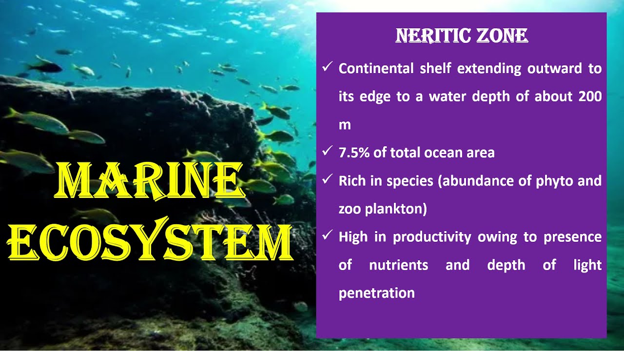 Marine ecosystem