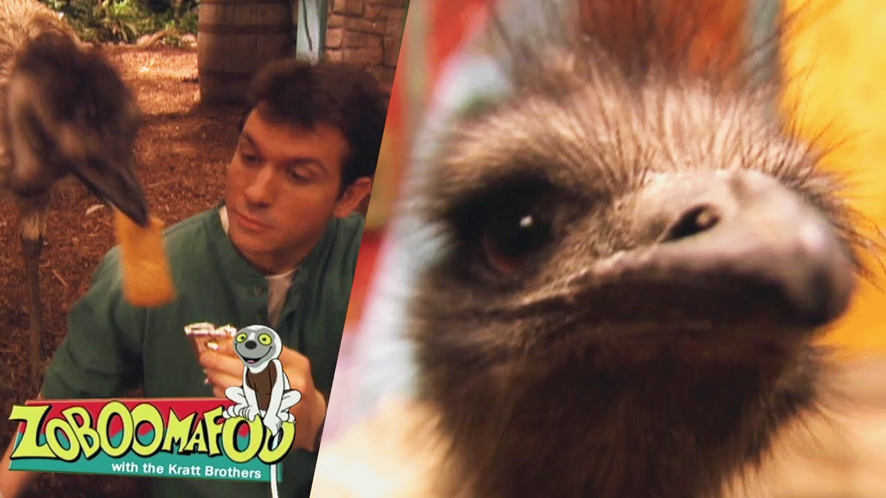 Animal Running Race! Emus, Cheetahs & More! | Zoboomafoo - WildBrain | Full Episode Compilation