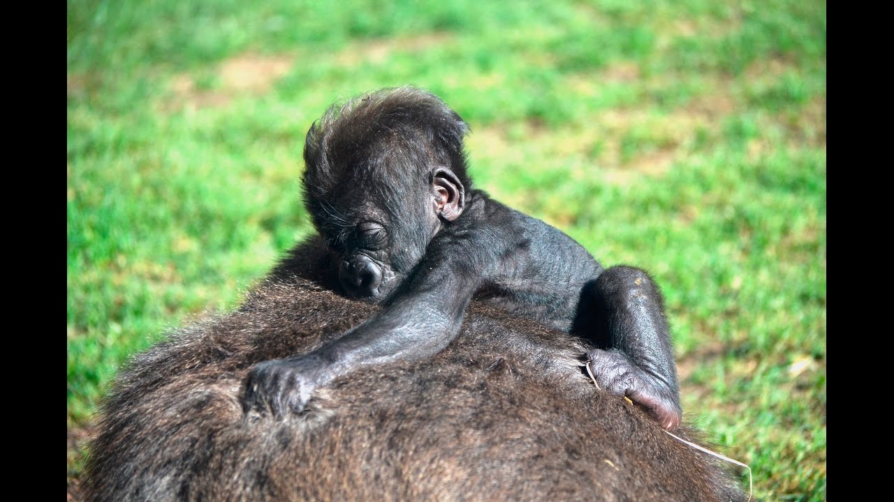 La bebé gorila nacida en BIOPARC Valencia cumple 2 meses (#ExperienciasBioparc)