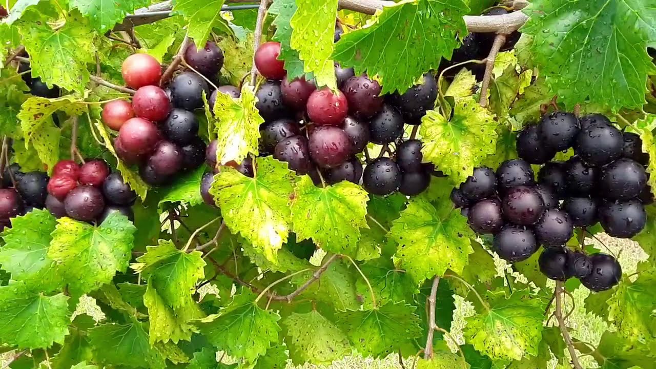 Supreme Muscadine