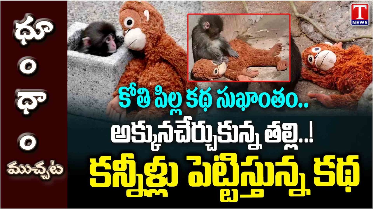 Little Monkey Emotional Story That Will Make You Cry | Heart Touching Story | T News Dhoom Dhaam