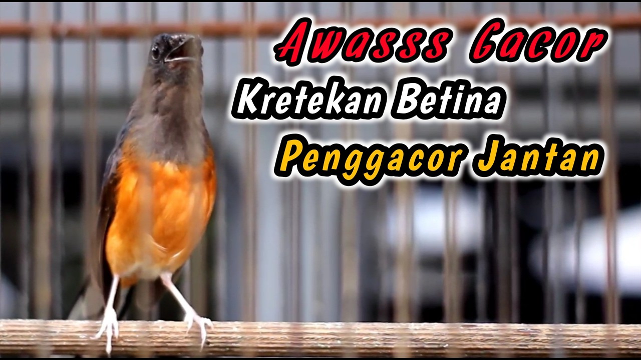 99% LANGSUNG NYAUT‼️SEKALI DENGAR SEMUA MURAI BATU DIAM PASTI LANGSUNG NGAMUK JADI GACOR NEMBAK