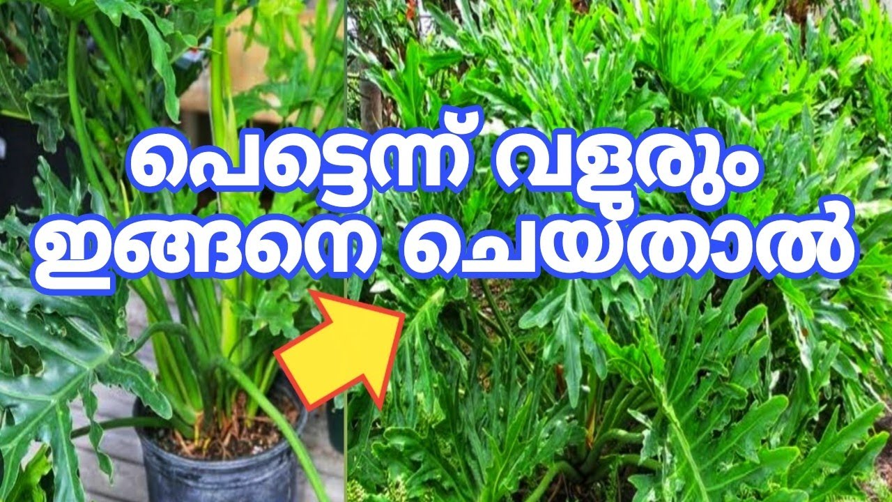ഒരു ചെടിയെങ്കിലും വീട്ടിൽ വയ്ക്കണം Philodendron Selloum Plant
